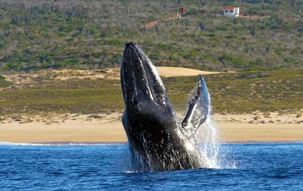 Whale watching on at Sunset Beach